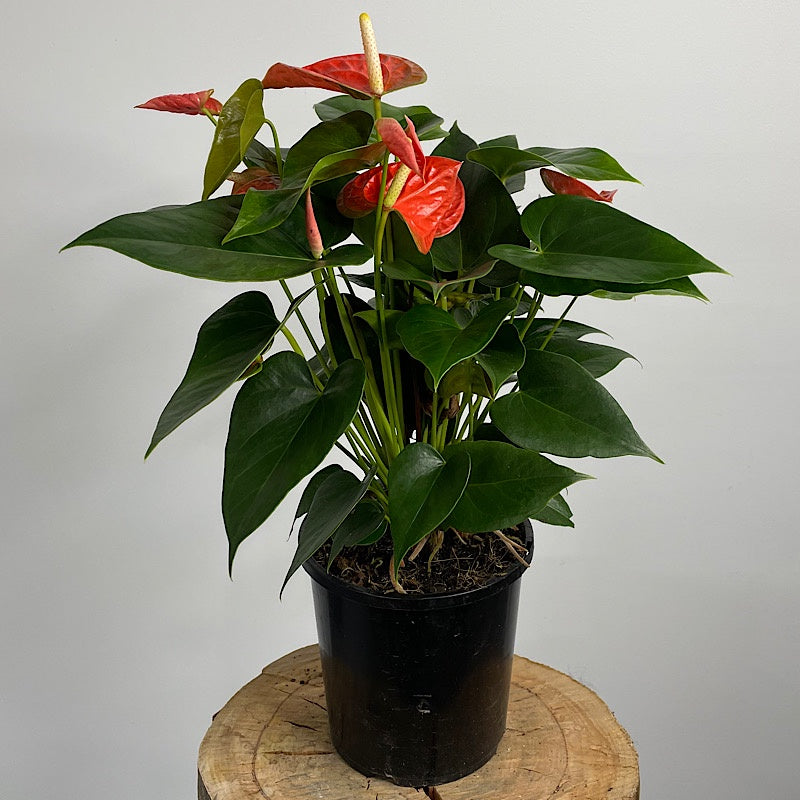 Anthurium Andraeanum Flamingo Flower Coral 175mm