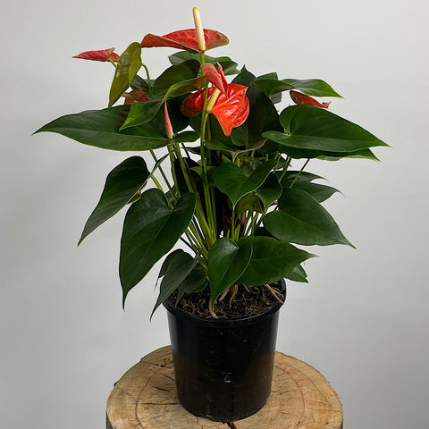 Anthurium Andraeanum Flamingo Flower Coral 175mm