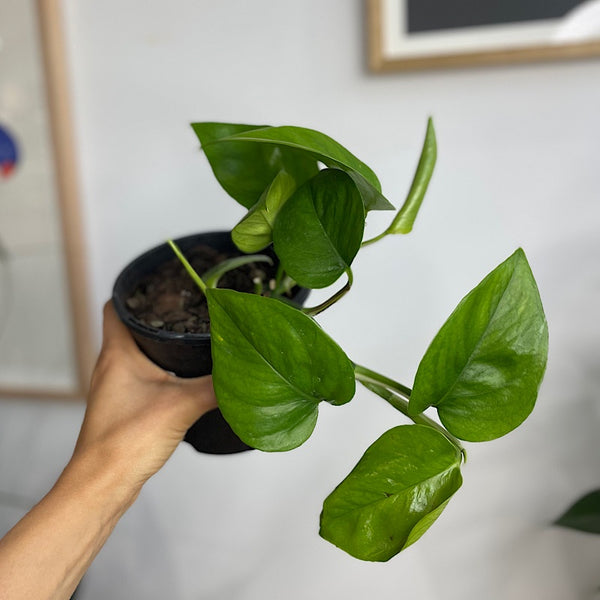 Epipremnum Aureum Green Jade Pothos 130mm