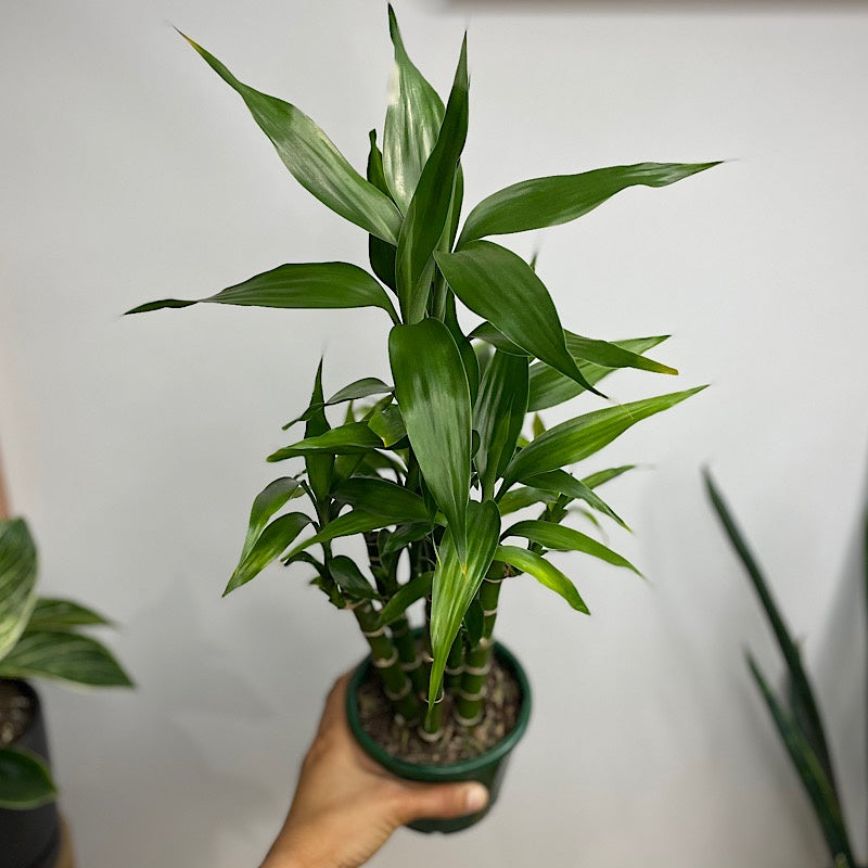 Dracaena Sanderiana Lucky Bamboo 110mm