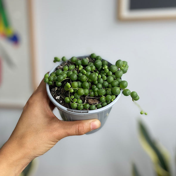 Senecio Rowleyanus String of Pearls 105mm