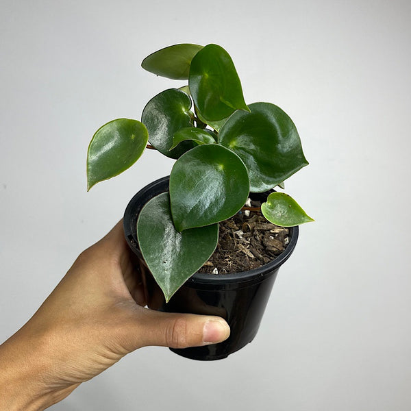 Peperomia Polybotrya Raindrop Pep 105mm