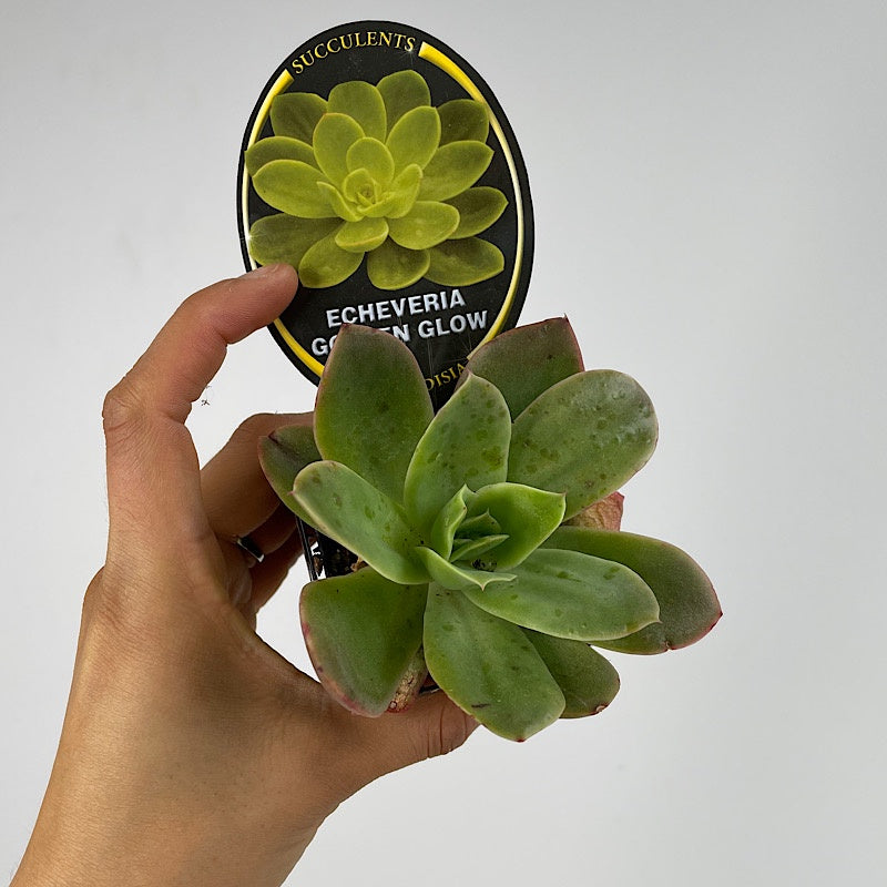 Echeveria Golden Glow 65mm