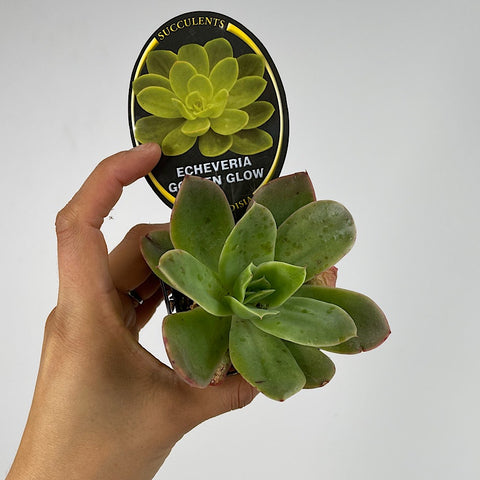 Echeveria Golden Glow 65mm