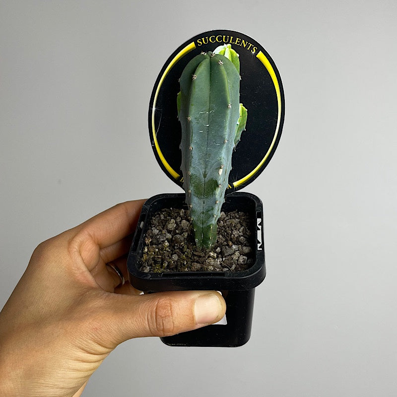 Blue Torch Cactus 65mm