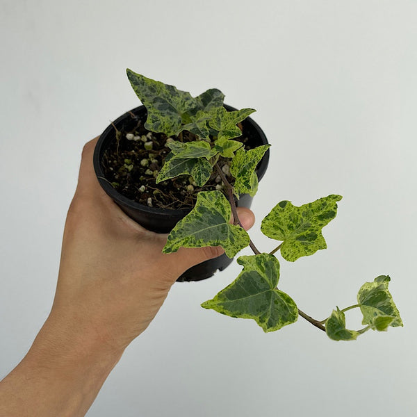 Hedera Helix Stardust Ivy 100mm