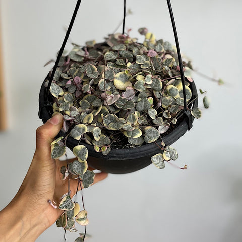 Ceropegia Variegata Chain of Hearts 200mm Hanging