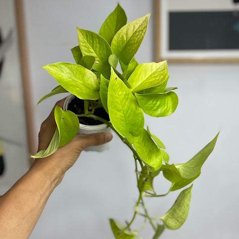 Epipremnum Aureum Neon Goldilocks 90mm