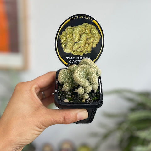 The Brain Cactus 65mm
