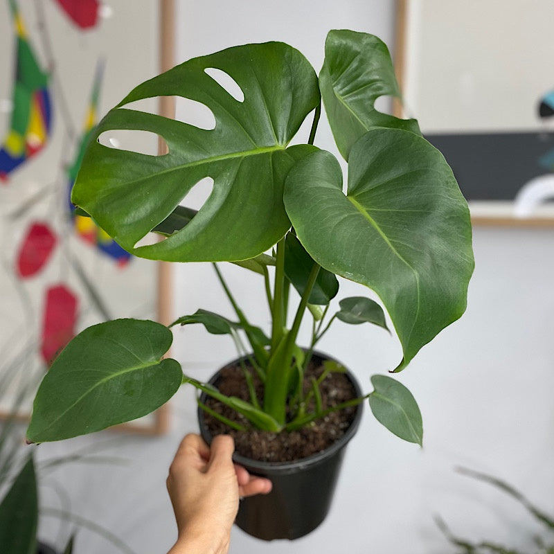 Monstera Deliciosa 170mm