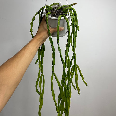 Rhipsalis Paradoxa 130mm Hanging