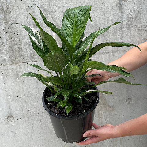 Spathiphyllum Domino Variegated Peace Lily 200mm
