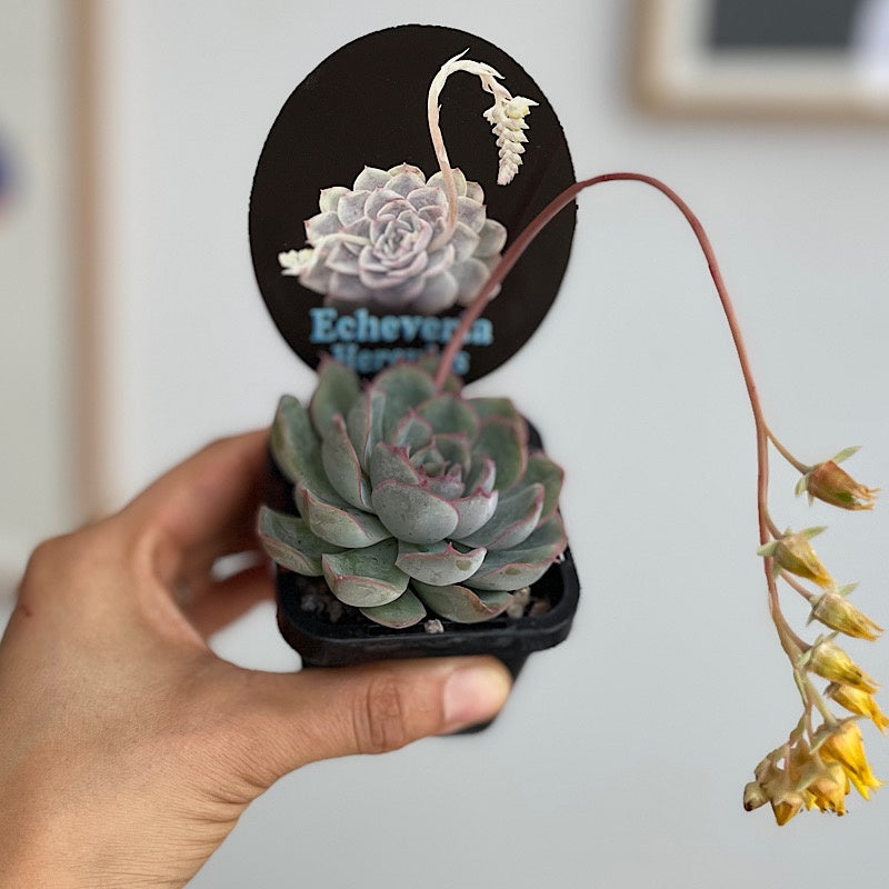 Echeveria Hercules 65mm