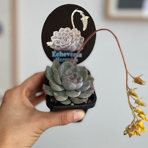 Echeveria Hercules 65mm