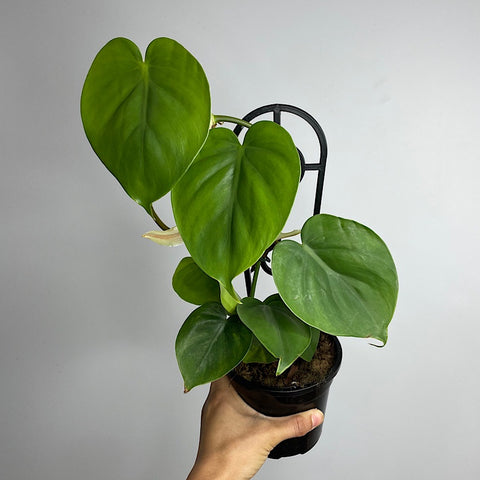 Philodendron Cordatum Heart Leaf 120mm
