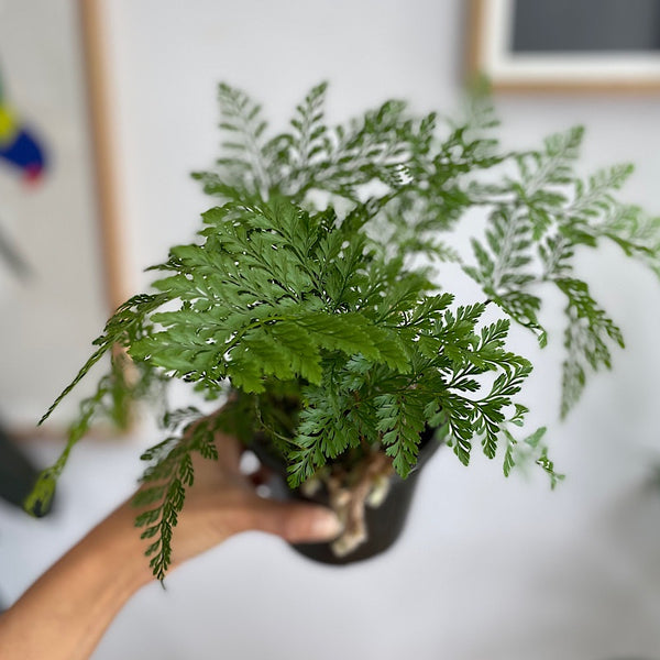 Davallia Fejeensis Rabbits Foot Fern 120mm