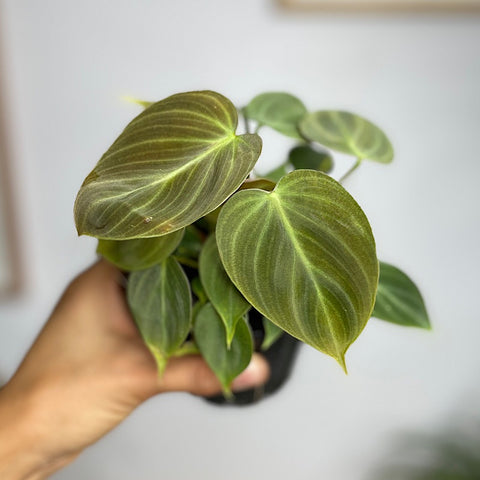 Philodendron El Choco Red 100mm