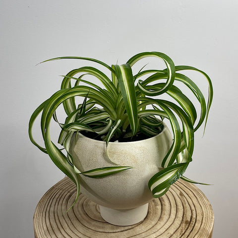 Curly Spider Plant in Small Orbit Pot Oatmeal