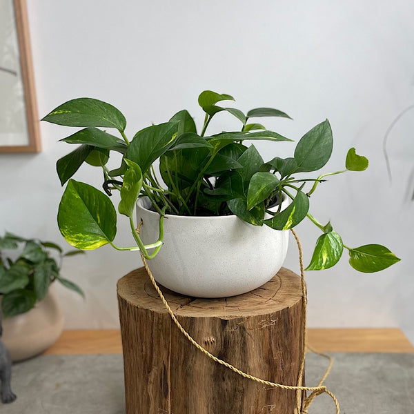 Devil's Ivy in Flo Hanging Pot White