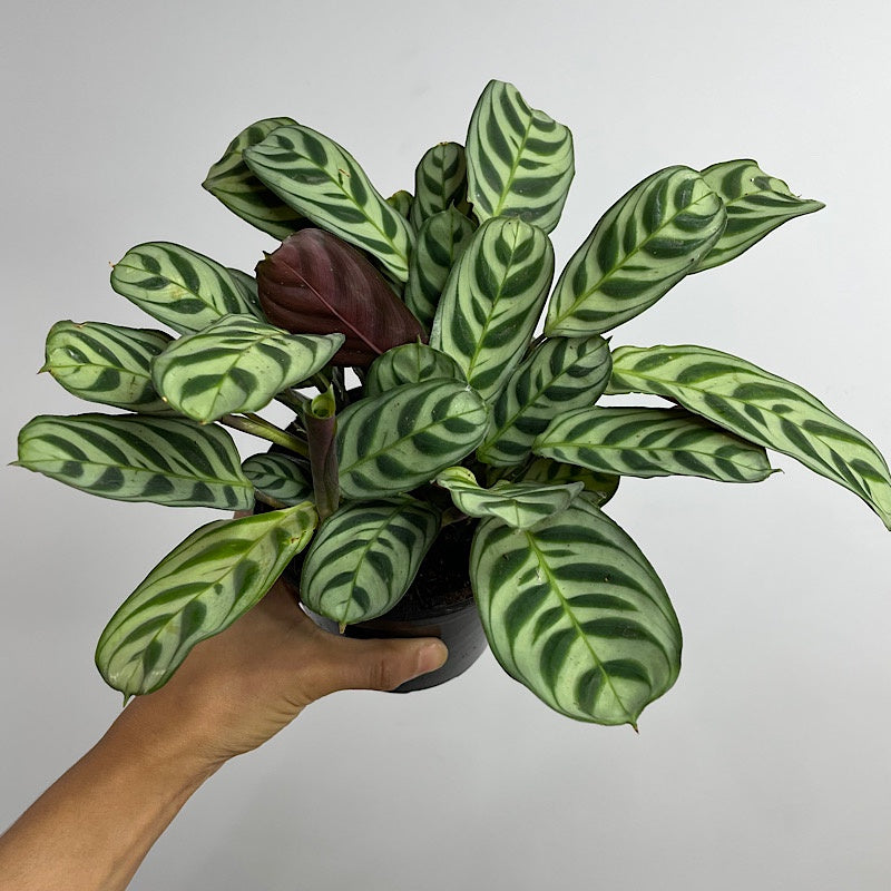 Ctenanthe Burle-Marxii 130mm