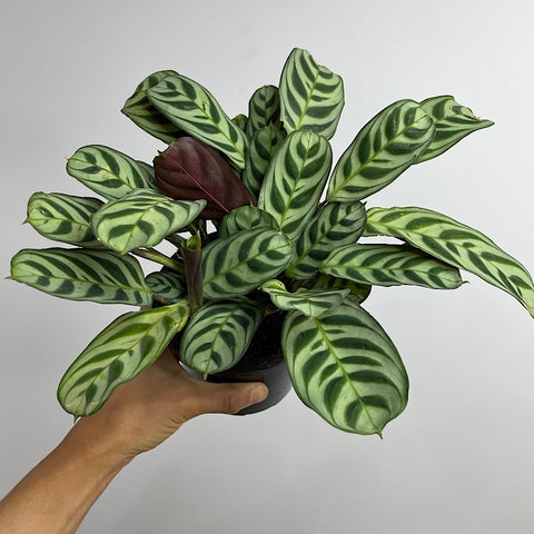 Ctenanthe Burle-Marxii 130mm