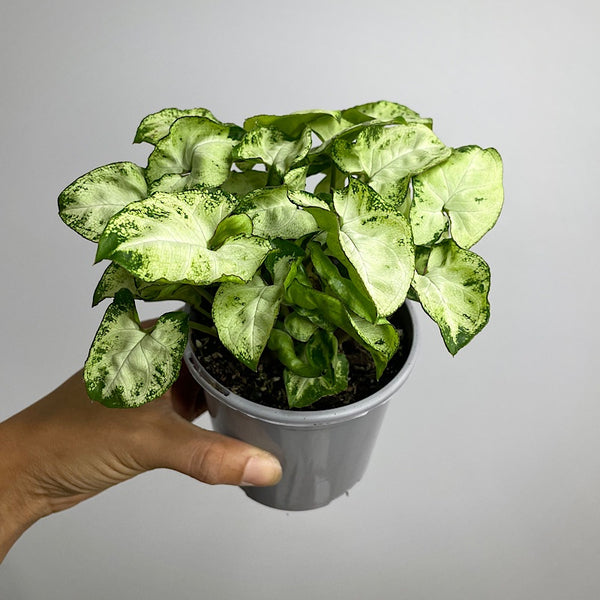 Syngonium Pixie 105mm