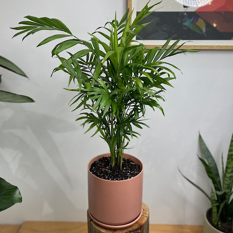 Parlour Palm In Large Oslo Pot Dusty Pink