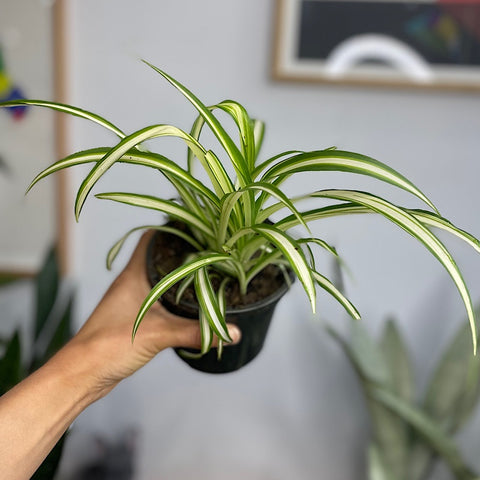 Chlorophytum Comosum Spider Plant 120mm