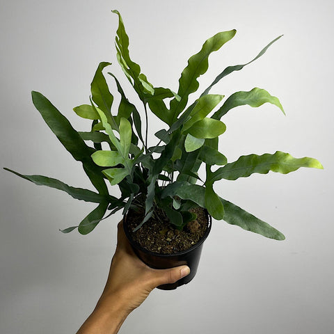Phlebodium Aureum Blue Star Fern 130mm