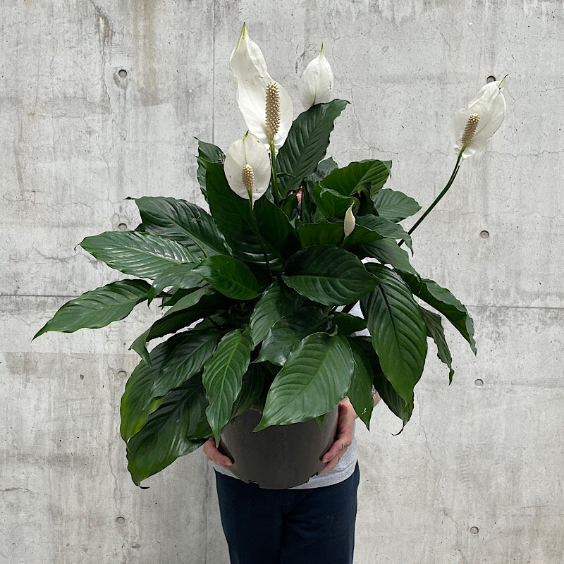 Spathiphyllum Peace Lily 300mm