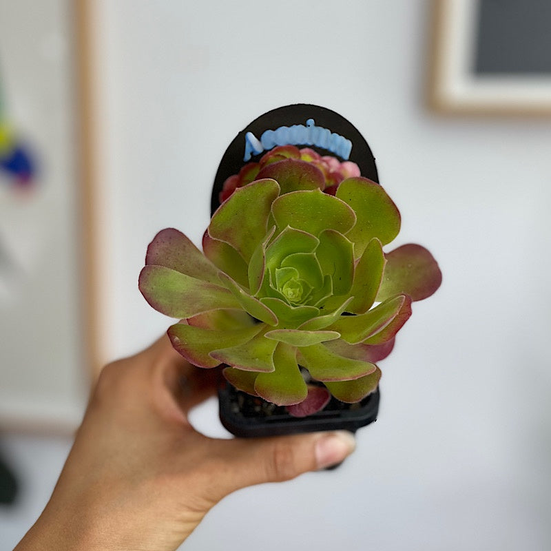 Aeonium Blushing Beauty Succulent 65mm