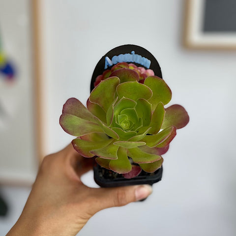 Aeonium Blushing Beauty Succulent 65mm