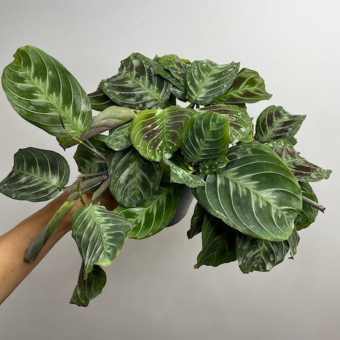Maranta Massangeananoid 130mm