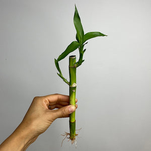 Lucky Bamboo Straight Cane 20 cm