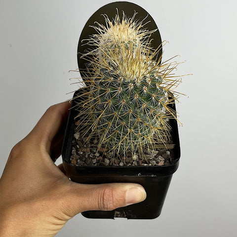 Mammillaria Magnifica Cactus 100mm