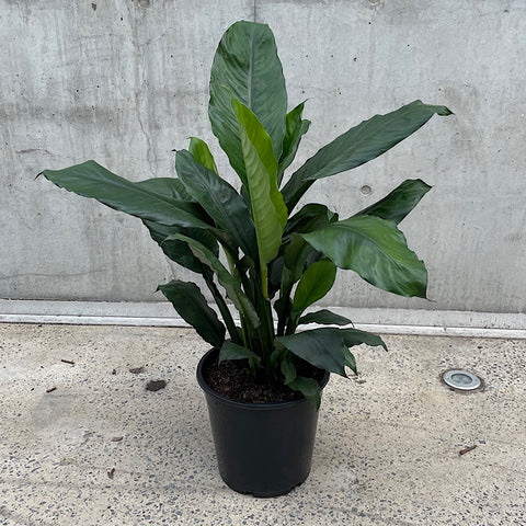 Spathiphyllum Peace Lily Blue Moon 250mm