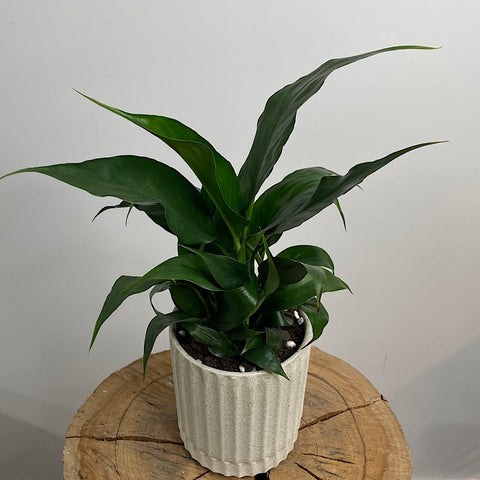 Peace Lily Sweet Roco in Small Athens Pot Sand