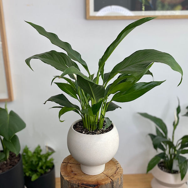Peace Lily in Small Orbit Pot Oatmeal