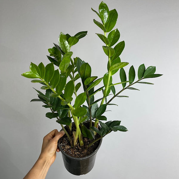 Zamioculcas Zamiifolia Zanzibar Gem 170mm