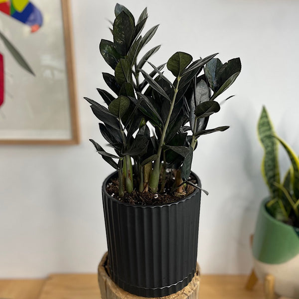 Jungle Warrior Black ZZ Plant in Large Athens Planter Black
