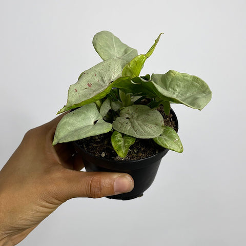 Syngonium Confetti 90mm