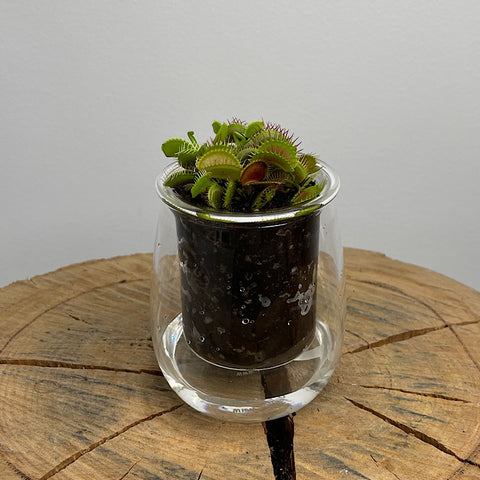 Venus Fly Trap in Mini Self Watering Glass Pot