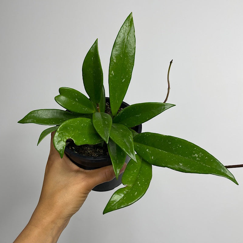 Hoya Pubicalyx 120mm