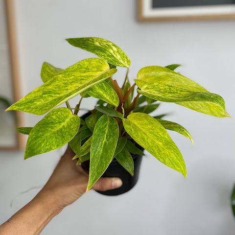 Philodendron Painted Lady 130mm