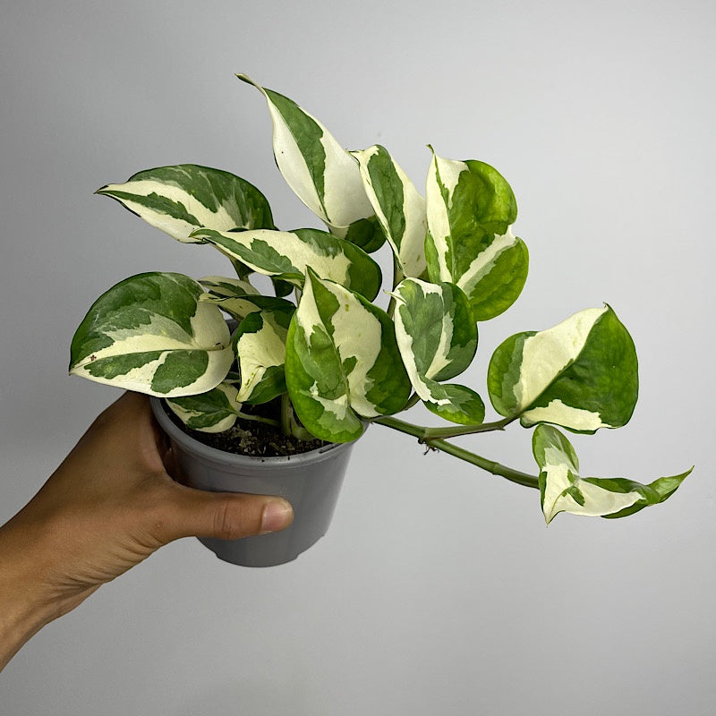 Epipremnum Aureum Snow Queen Pothos 105mm