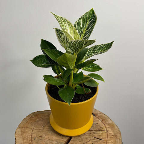 Philodendron Birkin in Hamburg Pot Tobacco
