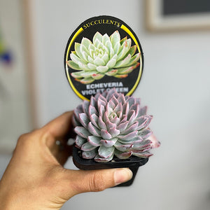 Echeveria Violet Queen 65mm