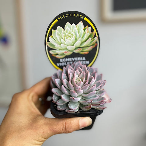 Echeveria Violet Queen 65mm