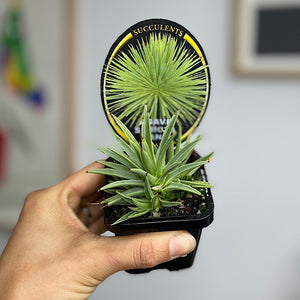 Agave Stricta Nana 65mm