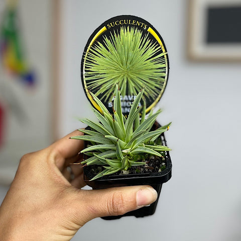 Agave Stricta Nana 65mm